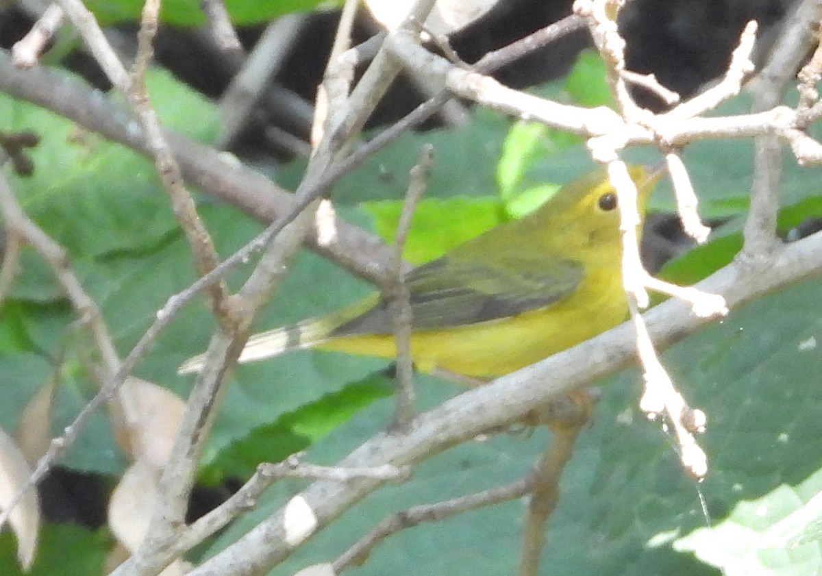 Wilson's Warbler - ML642020812