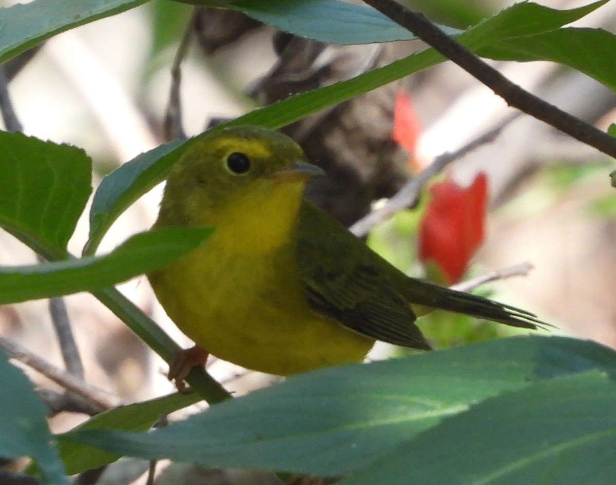 Wilson's Warbler - ML642020813