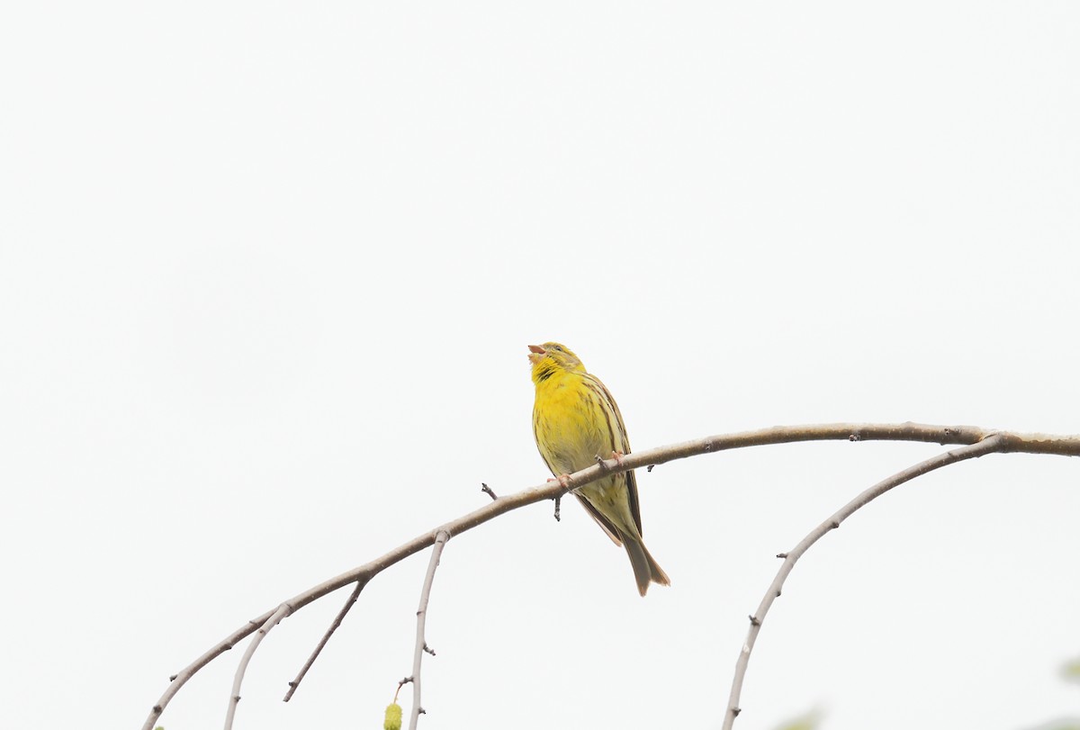 European Serin - ML642020814
