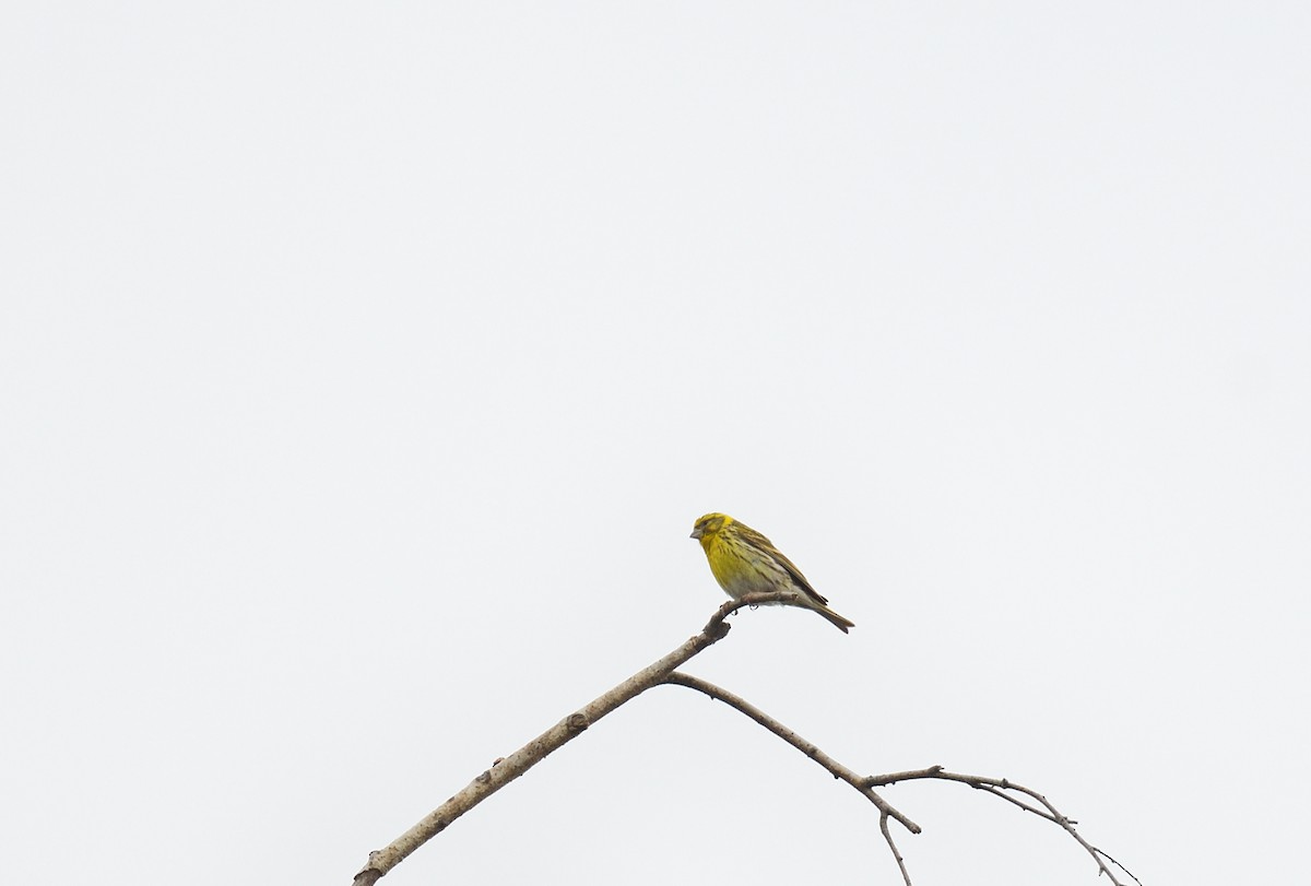 European Serin - ML642020815