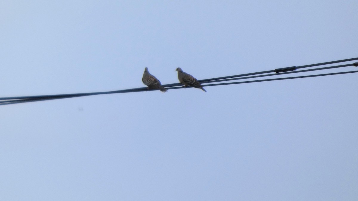 金背鳩 - ML642020817