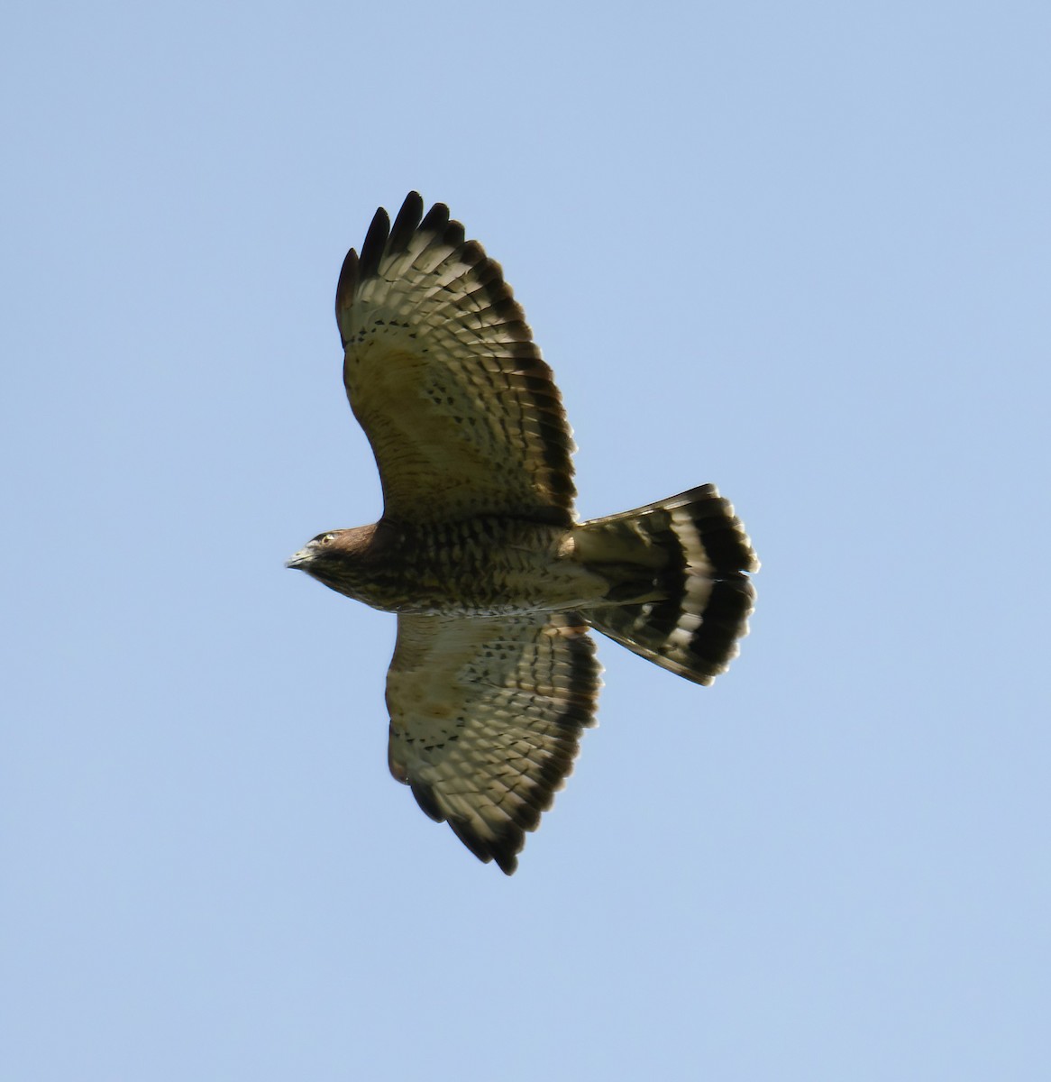 Broad-winged Hawk - ML642020818