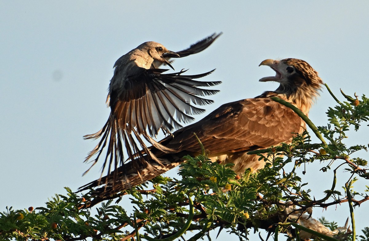 Yellow-headed Caracara - ML642020820