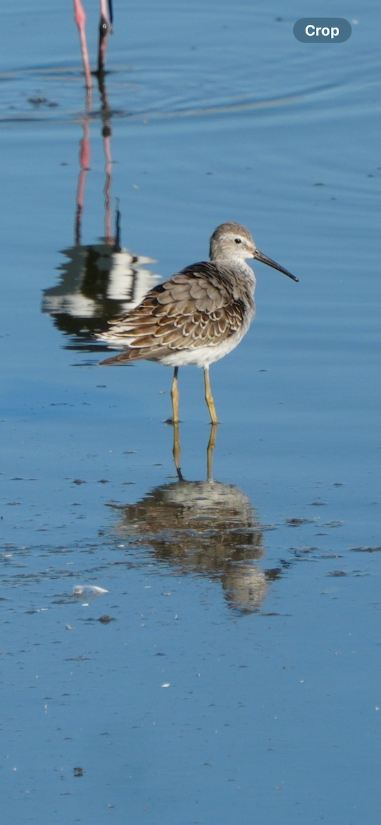 Stilt Sandpiper - ML642020823