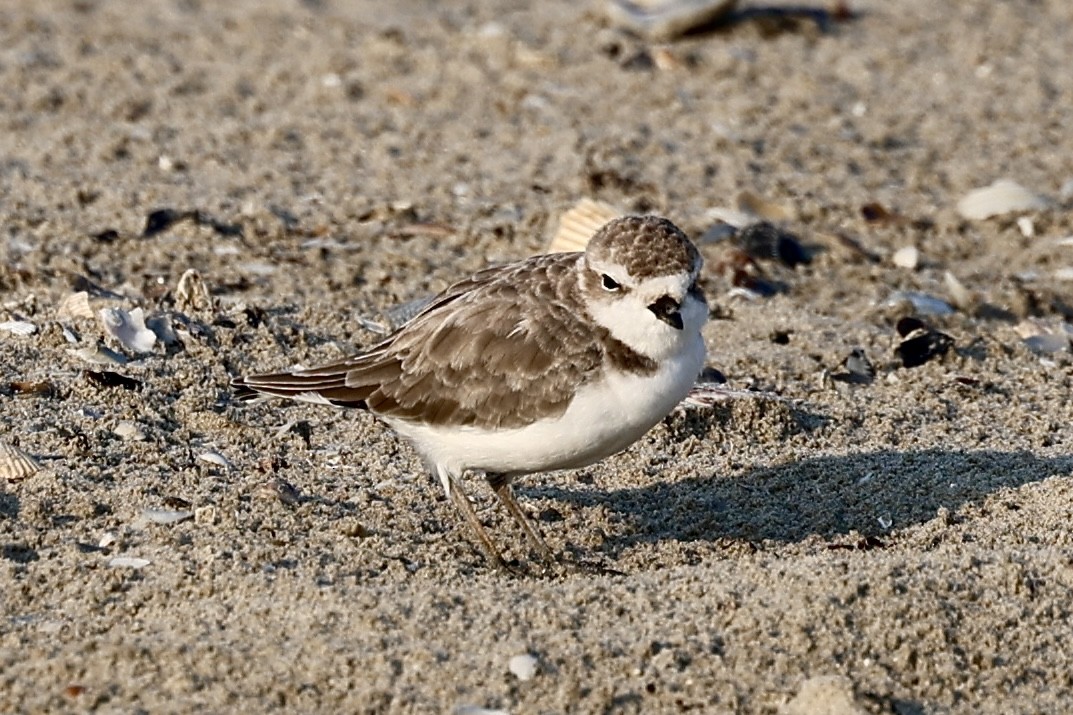 Snowy Plover - ML642020826