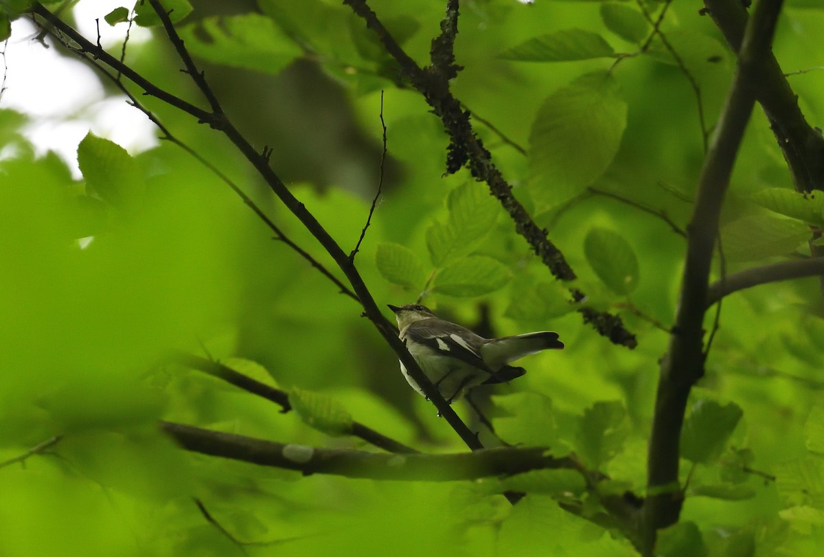 Collared Flycatcher - ML642020827