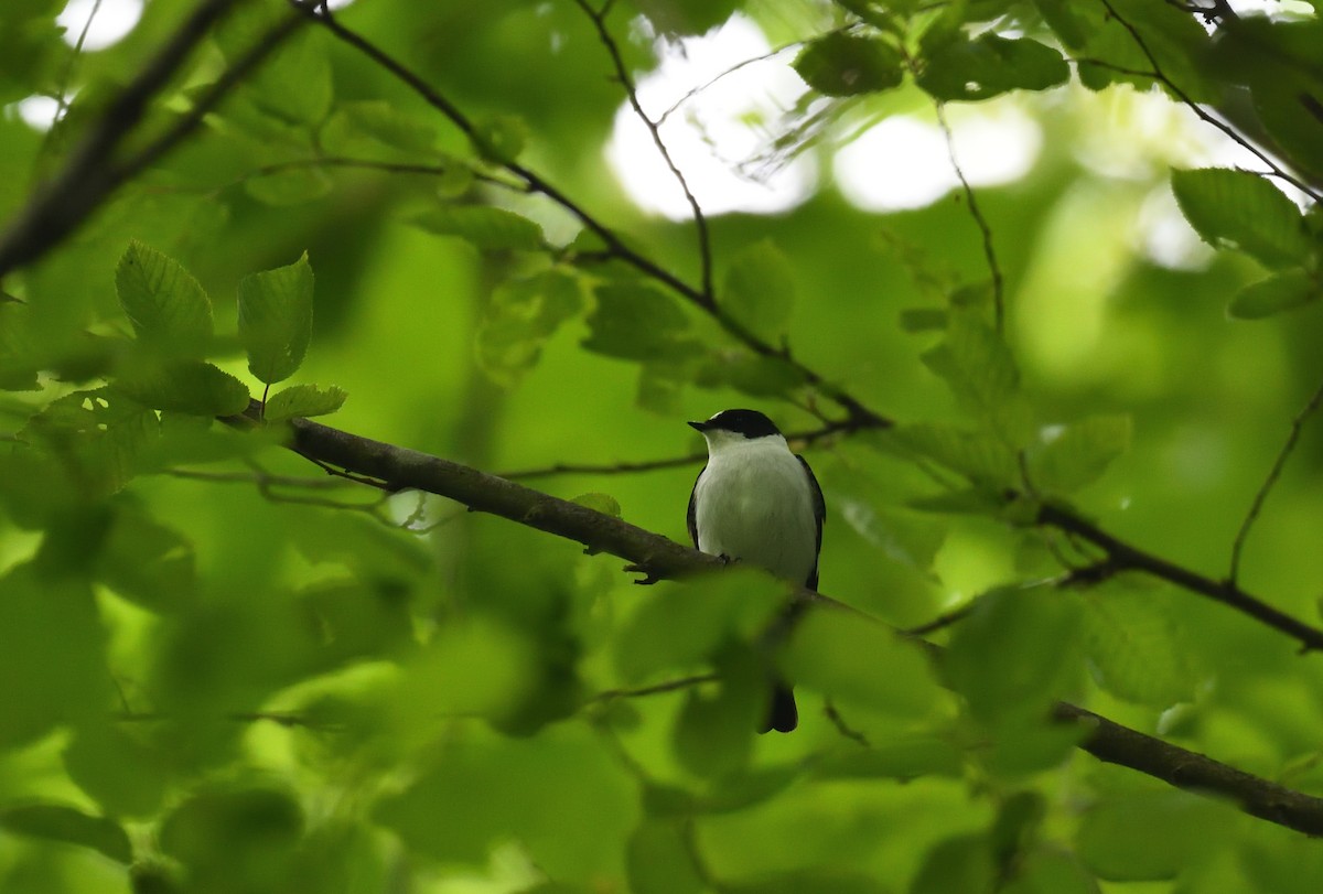 Collared Flycatcher - ML642020829