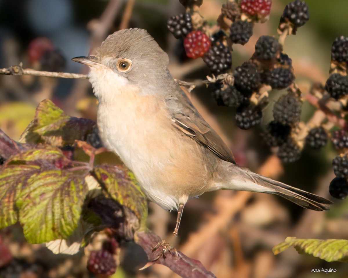 Western Subalpine Warbler - ML642020831