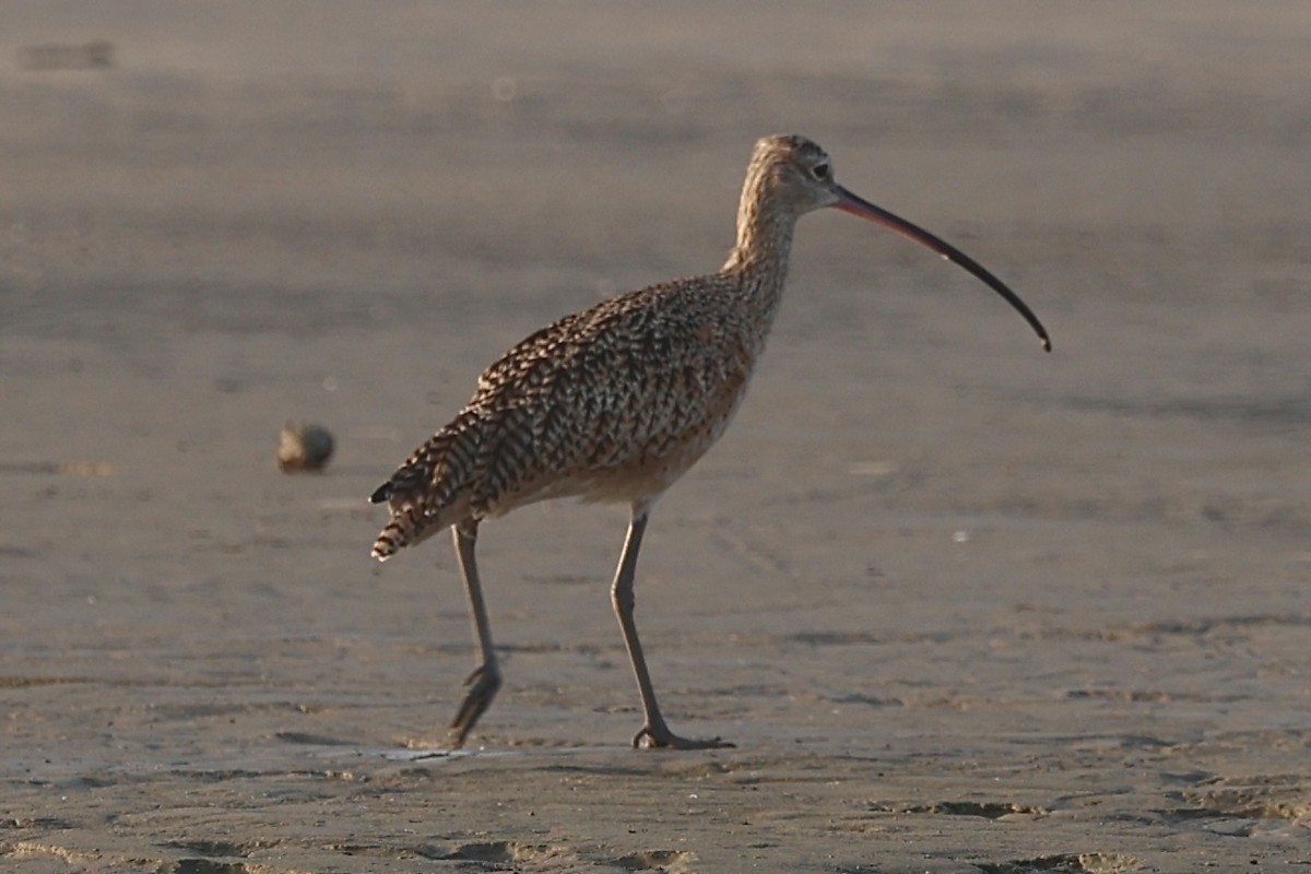 Long-billed Curlew - ML642020832