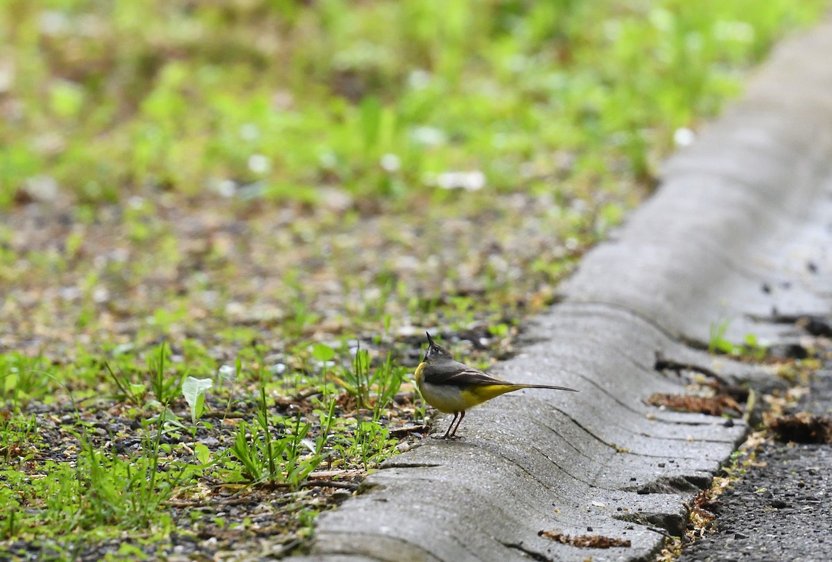 Gray Wagtail - ML642020834