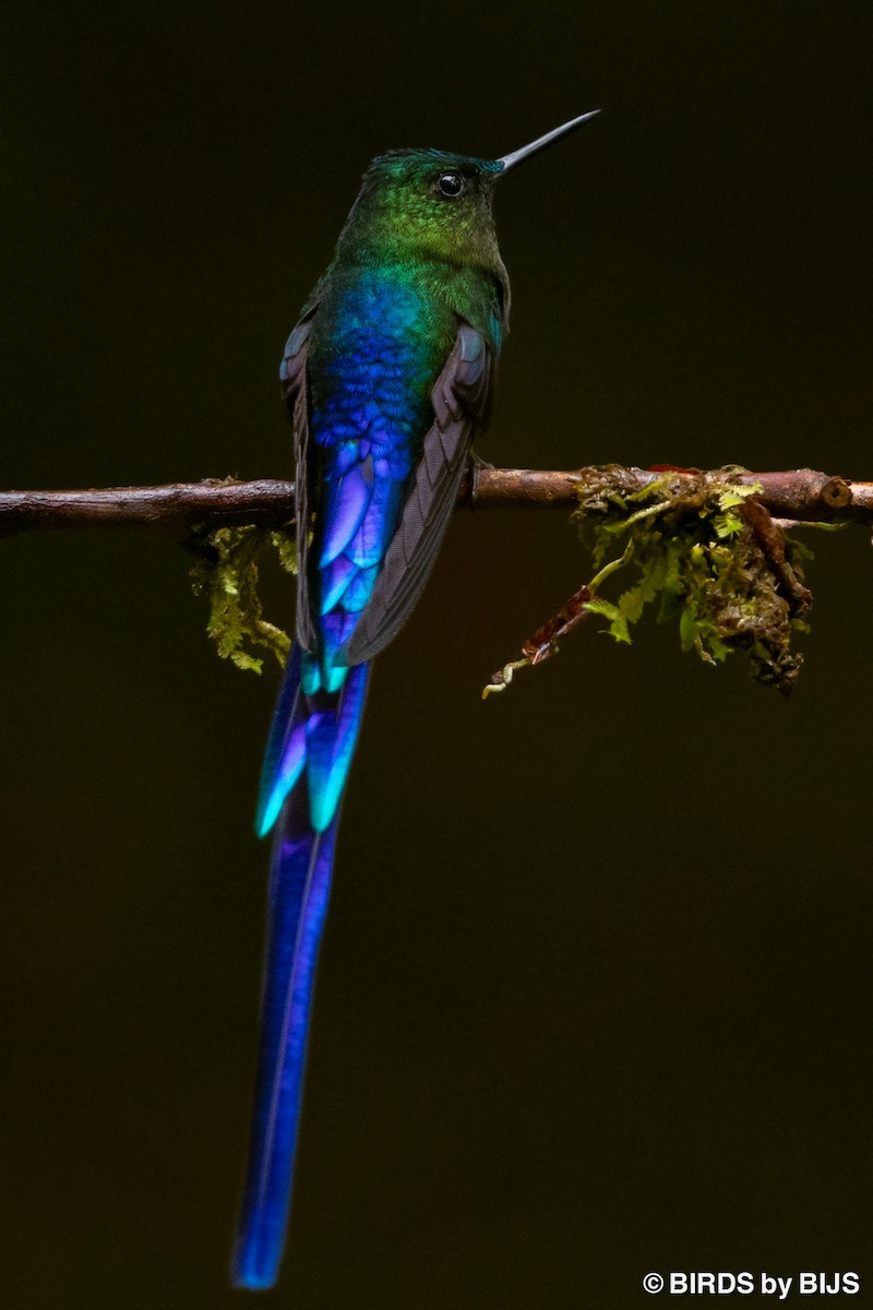 Violet-tailed Sylph - ML642020839