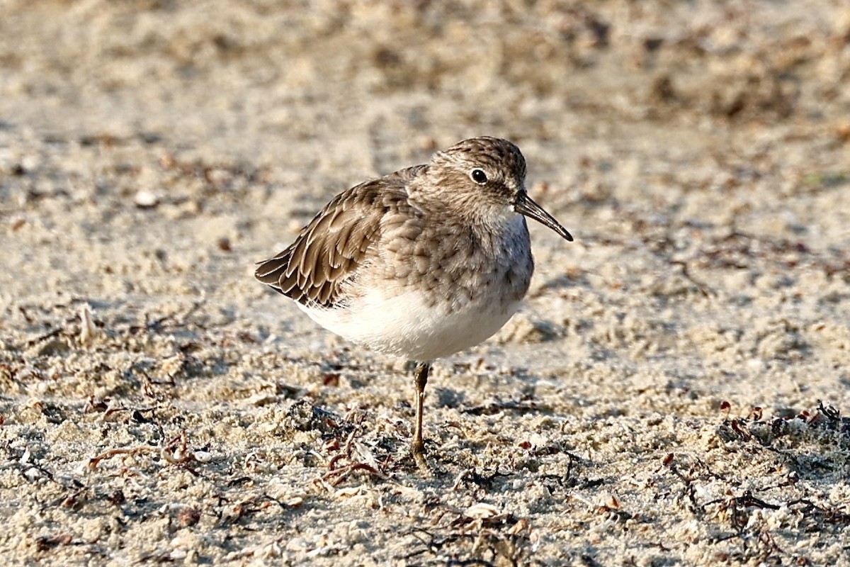 Cüce Kumkuşu - ML642020847