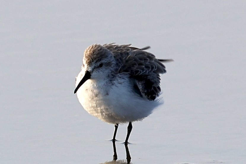 beringsnipe - ML642020848