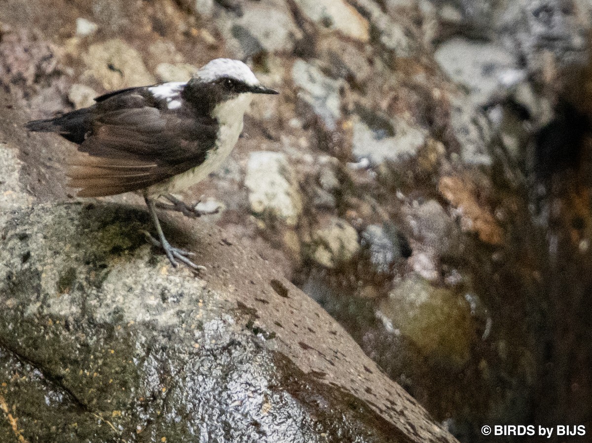 White-capped Dipper (White-bellied) - ML642020852