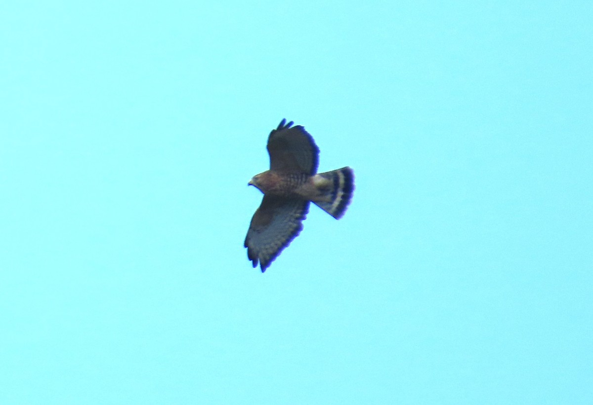Broad-winged Hawk - ML642020867