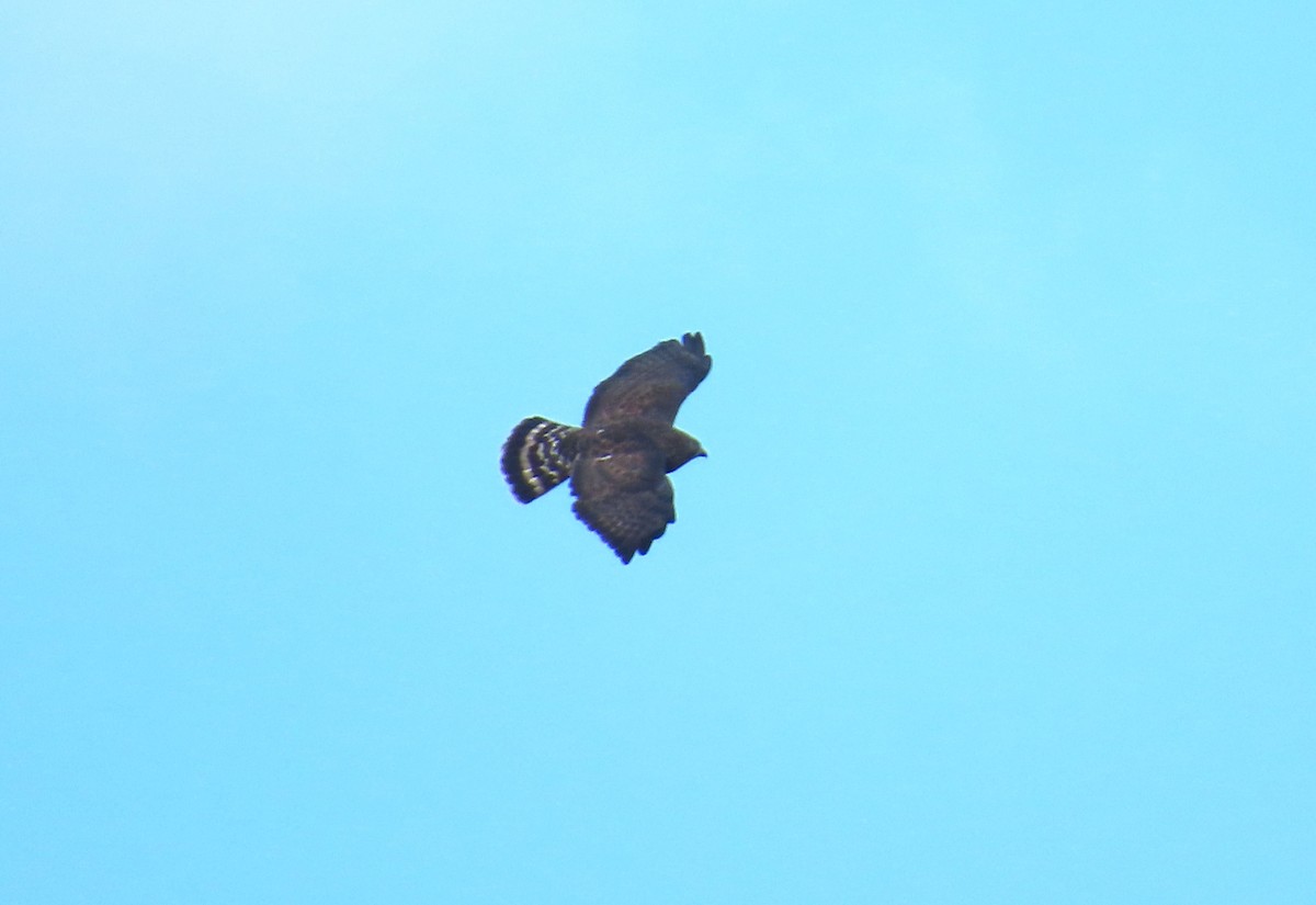 Broad-winged Hawk - ML642020868
