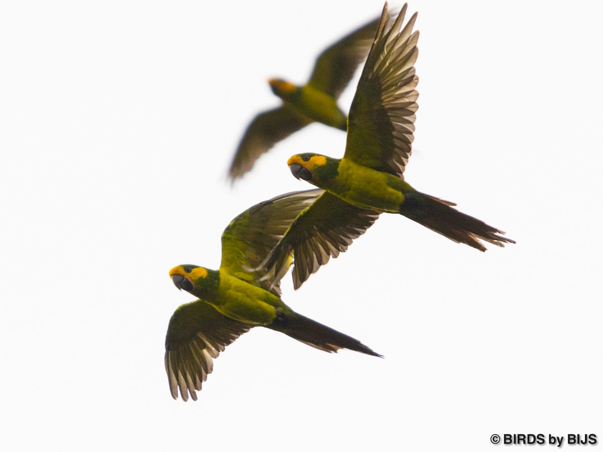 Yellow-eared Parrot - ML642020871