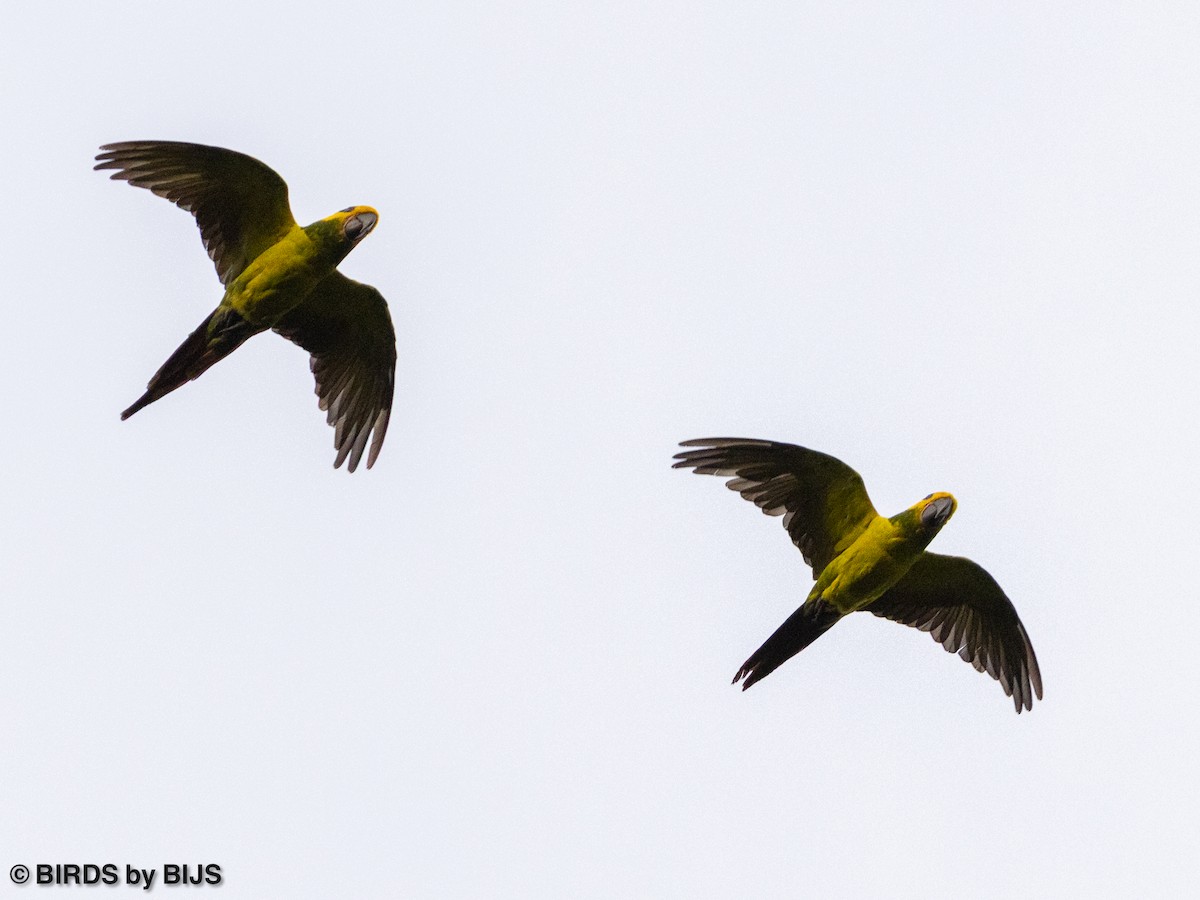 Yellow-eared Parrot - ML642020872