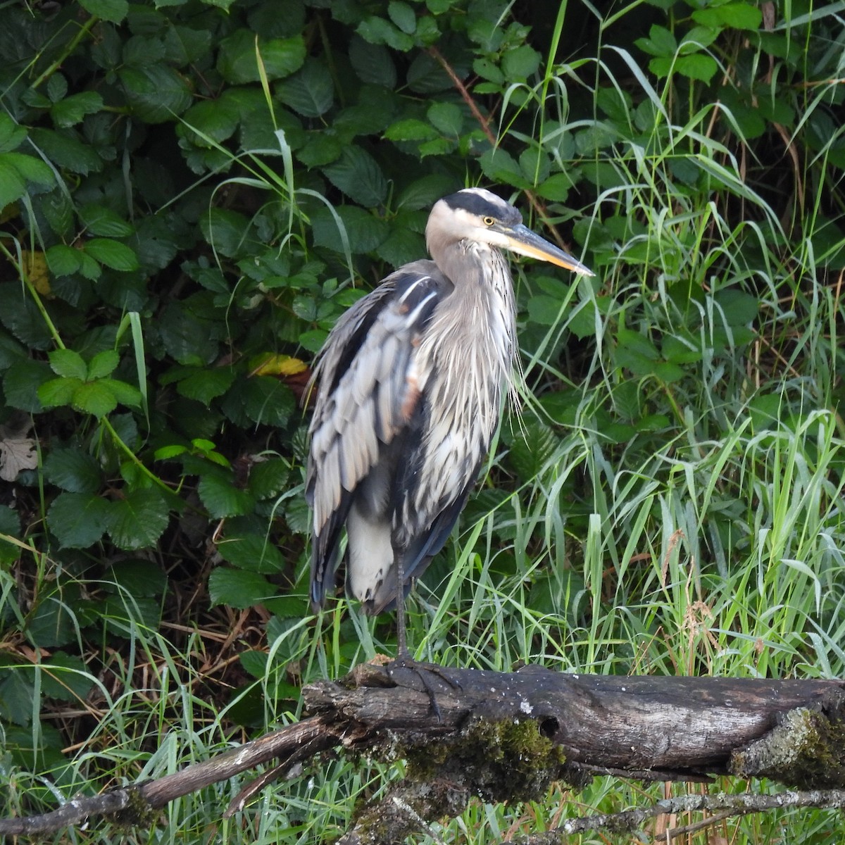 Great Blue Heron - ML642020875