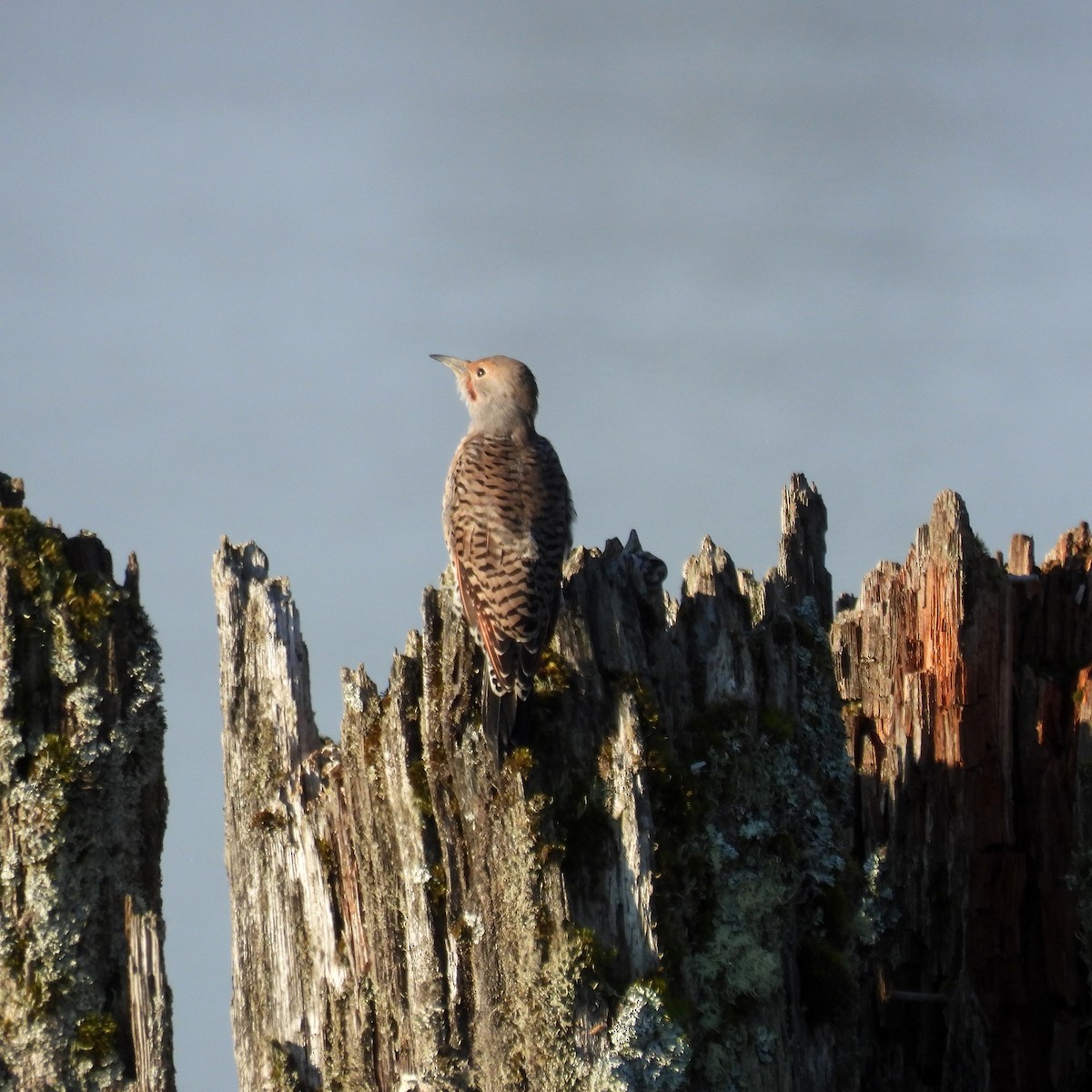 Northern Flicker - ML642020876