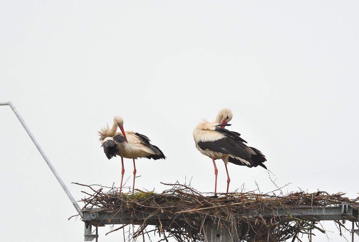 White Stork - ML642020880