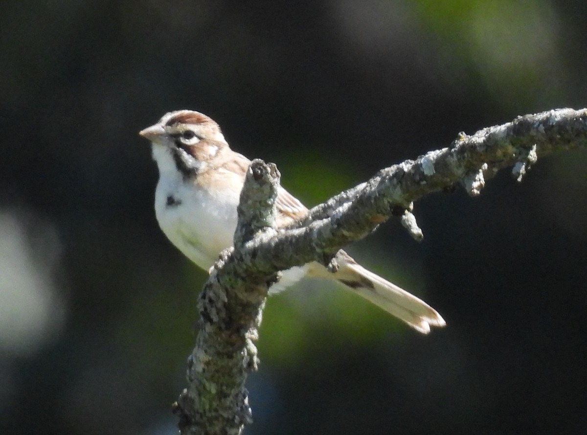 Lark Sparrow - ML642020892