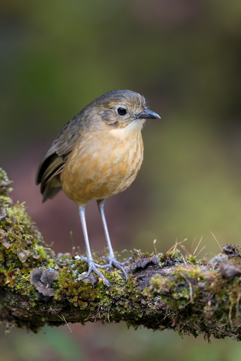 Tawny Antpitta - ML642020899