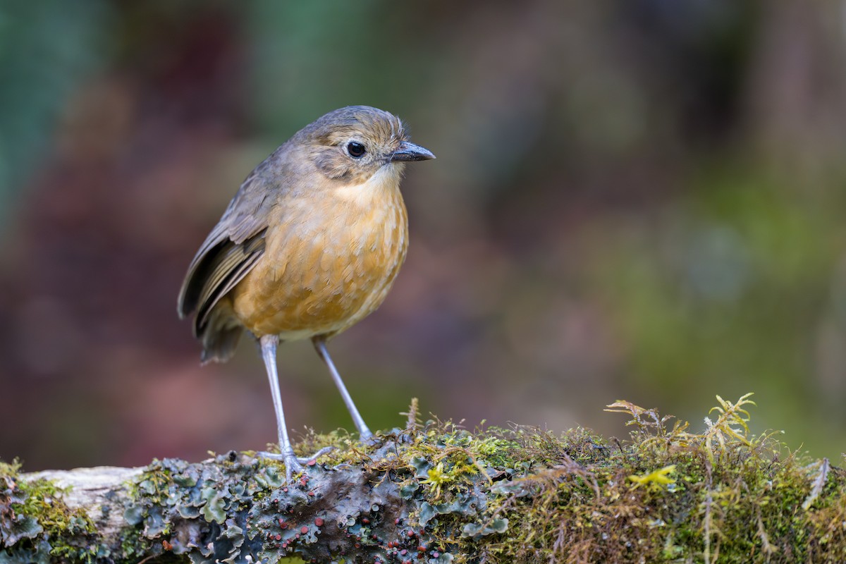 Tawny Antpitta - ML642020900