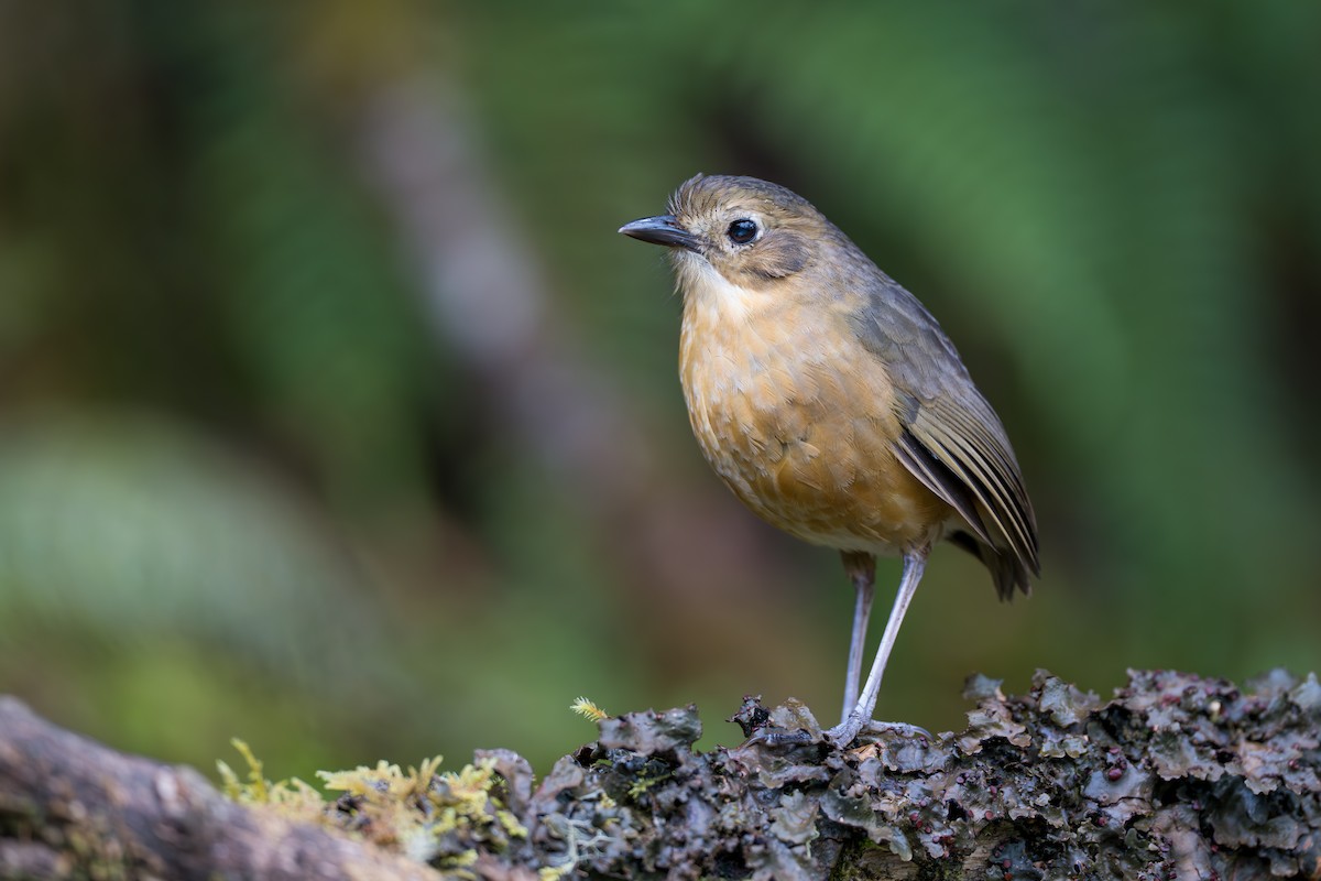 Tawny Antpitta - ML642020901