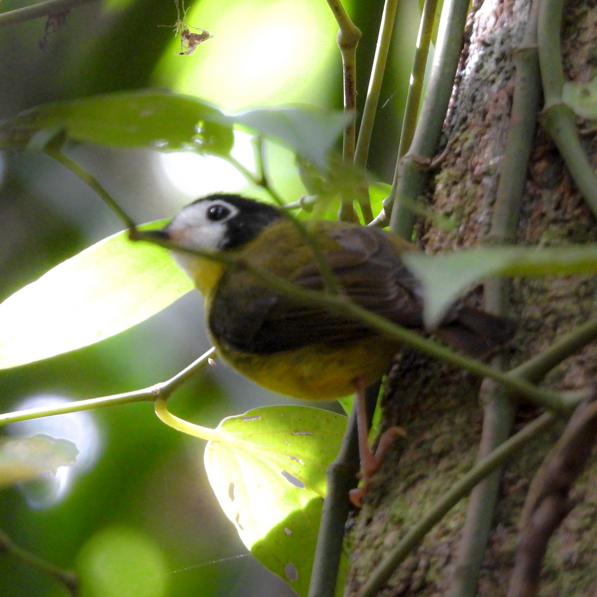 White-faced Robin - ML642020902