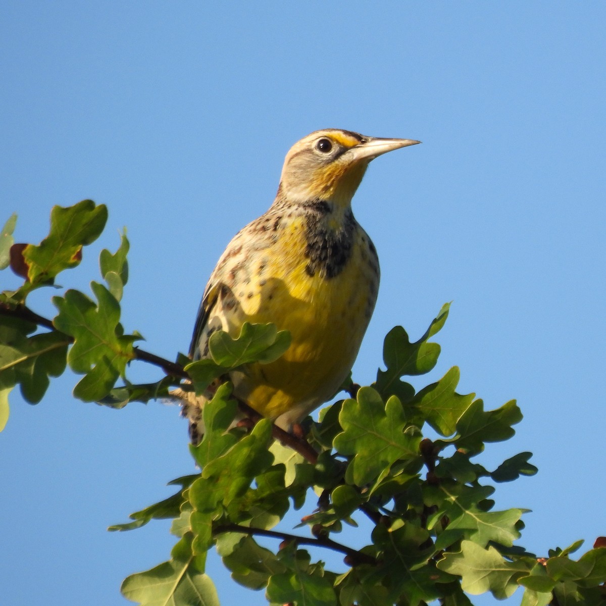 Western Meadowlark - ML642020914