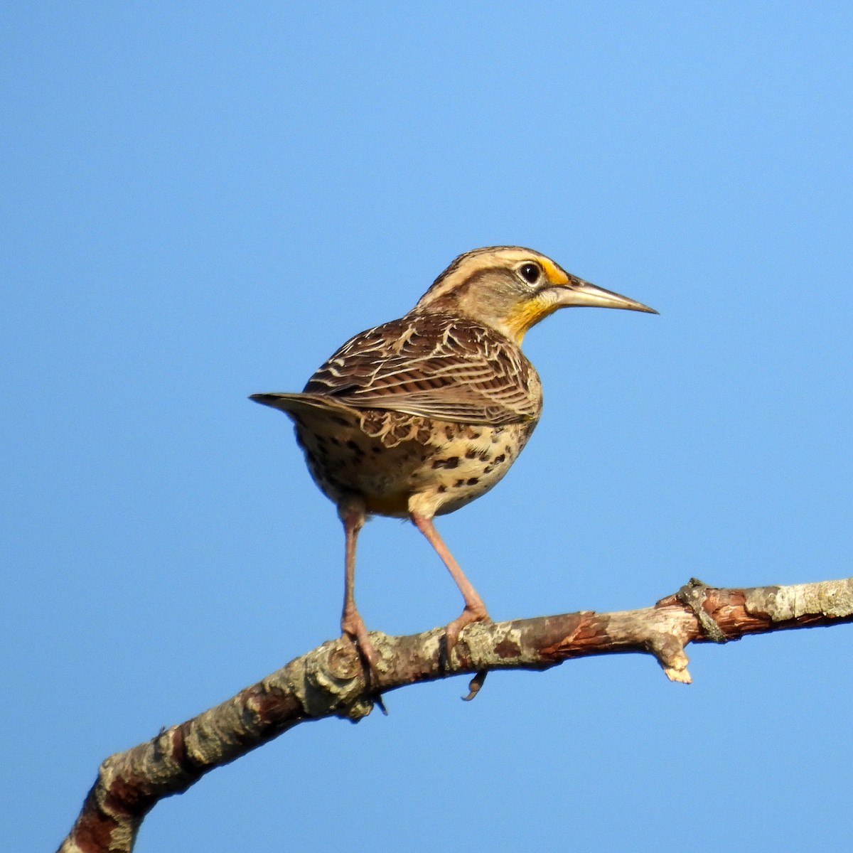 Western Meadowlark - ML642020915