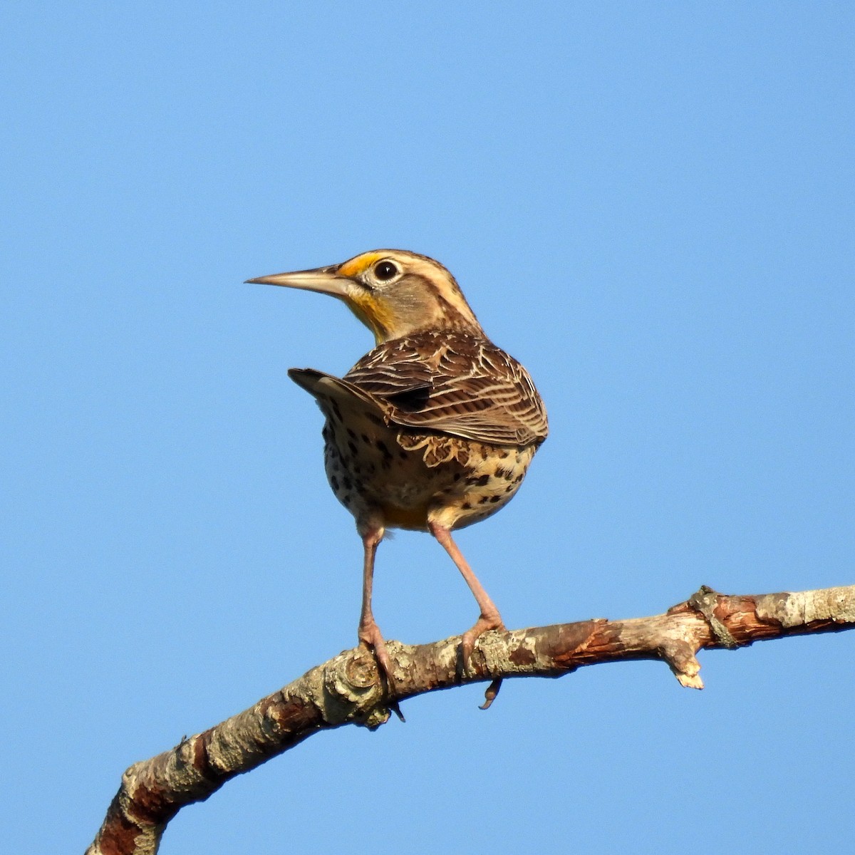 Western Meadowlark - ML642020916