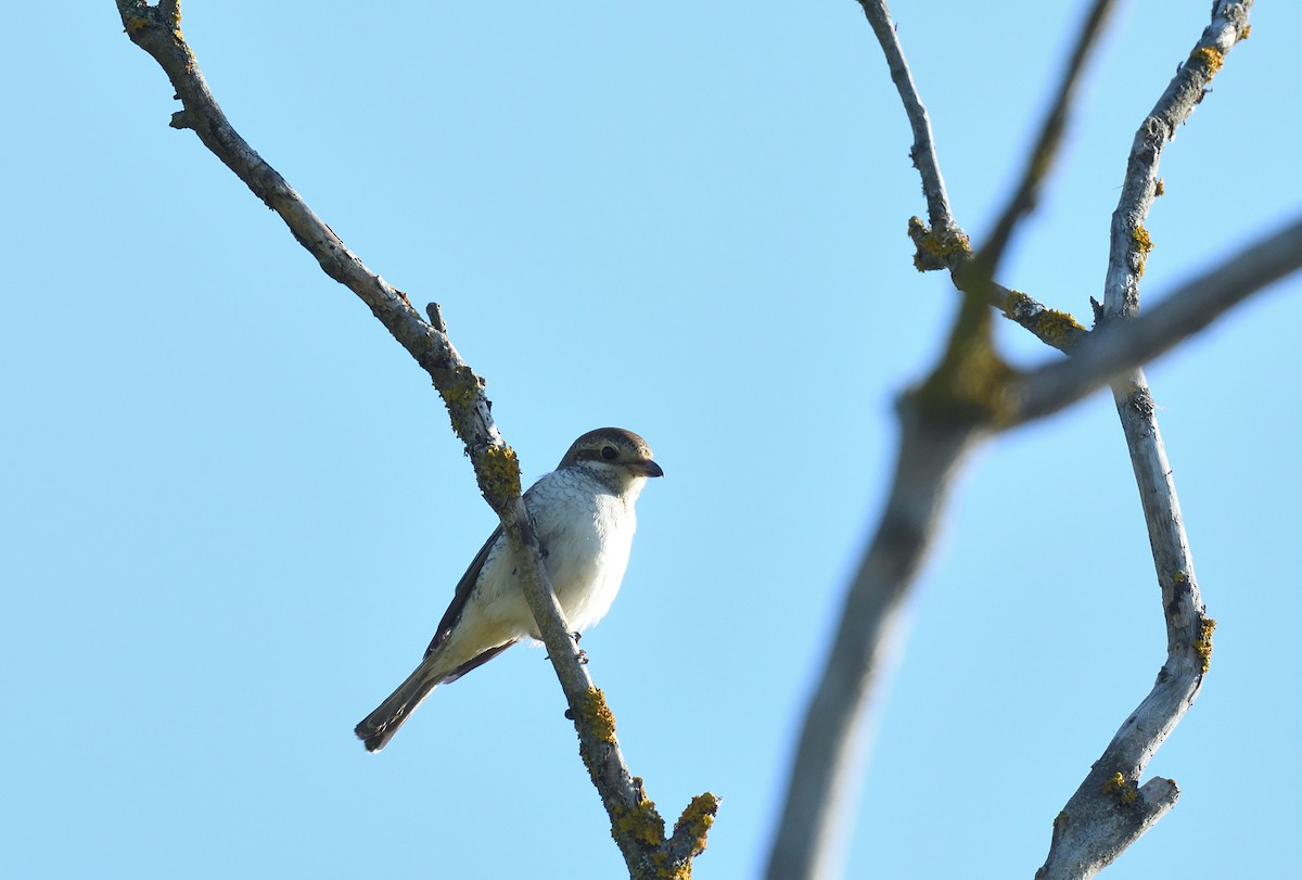 Red-backed Shrike - ML642020918