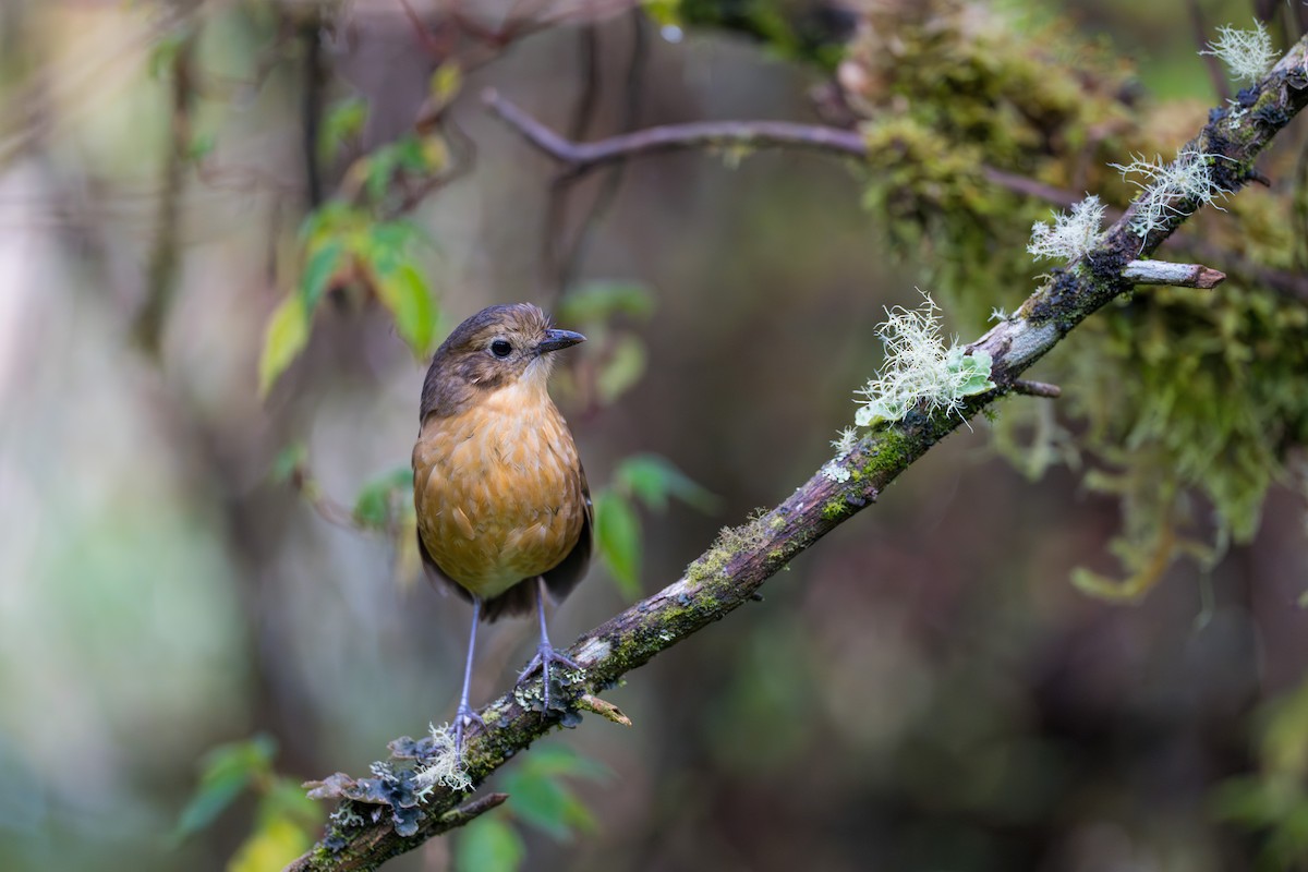 Tawny Antpitta - ML642020941