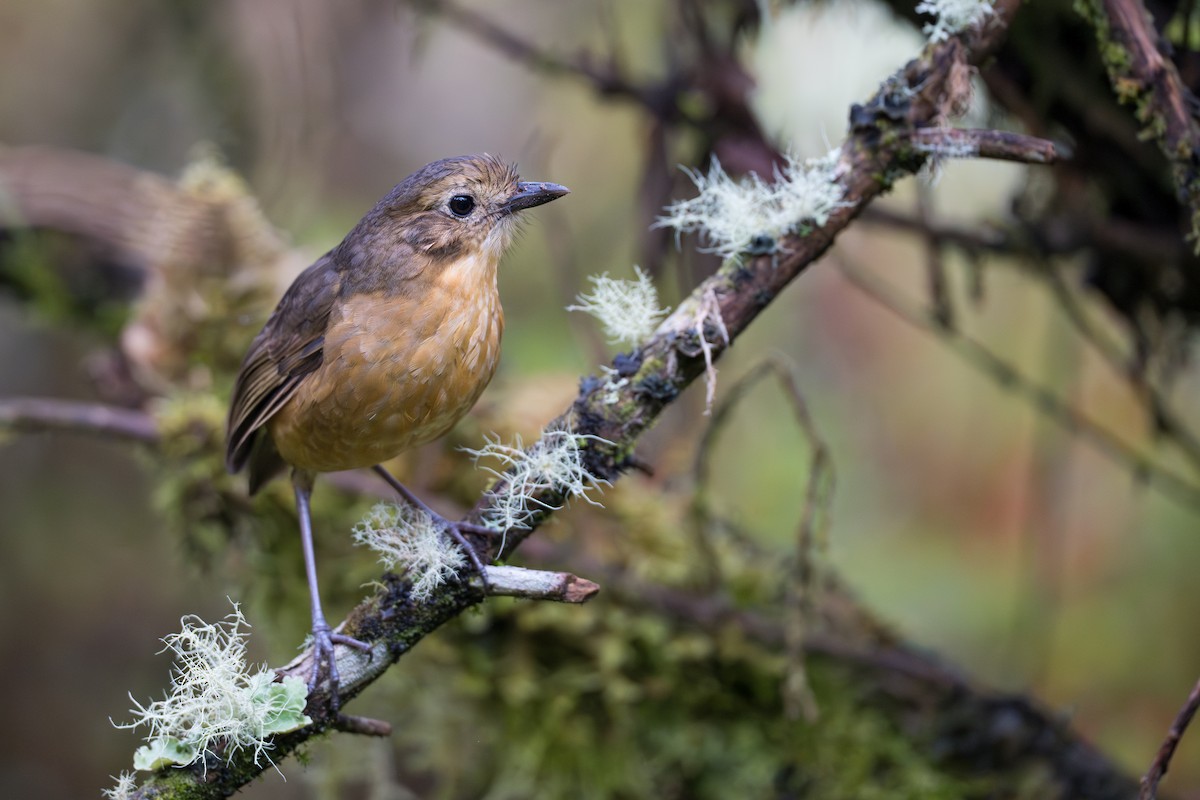 Tawny Antpitta - ML642020942