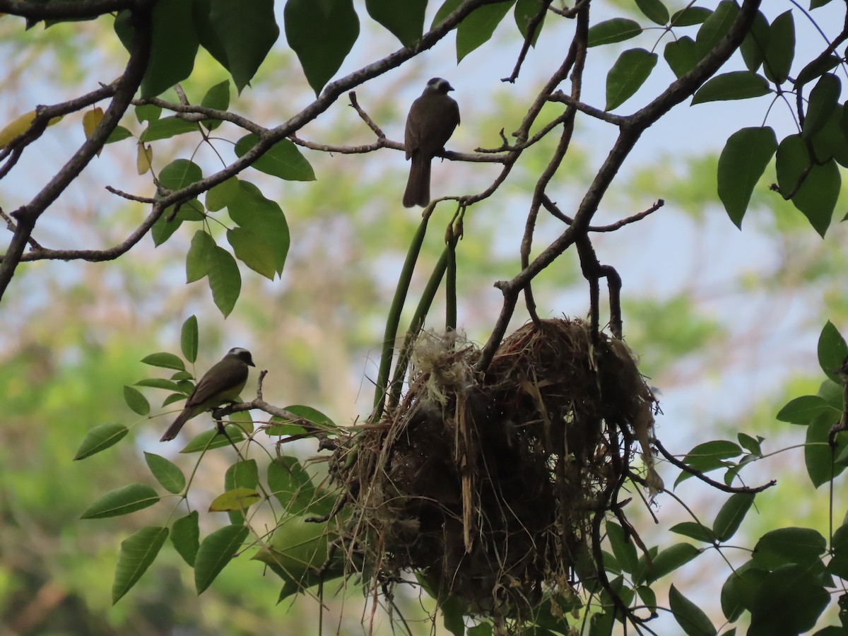 Social Flycatcher - ML642020943
