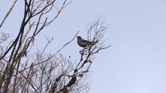Great Thrush - ML642020970