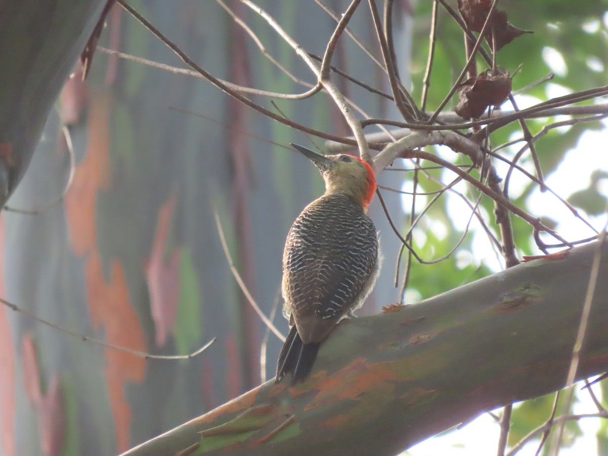 Golden-fronted Woodpecker - ML642020972