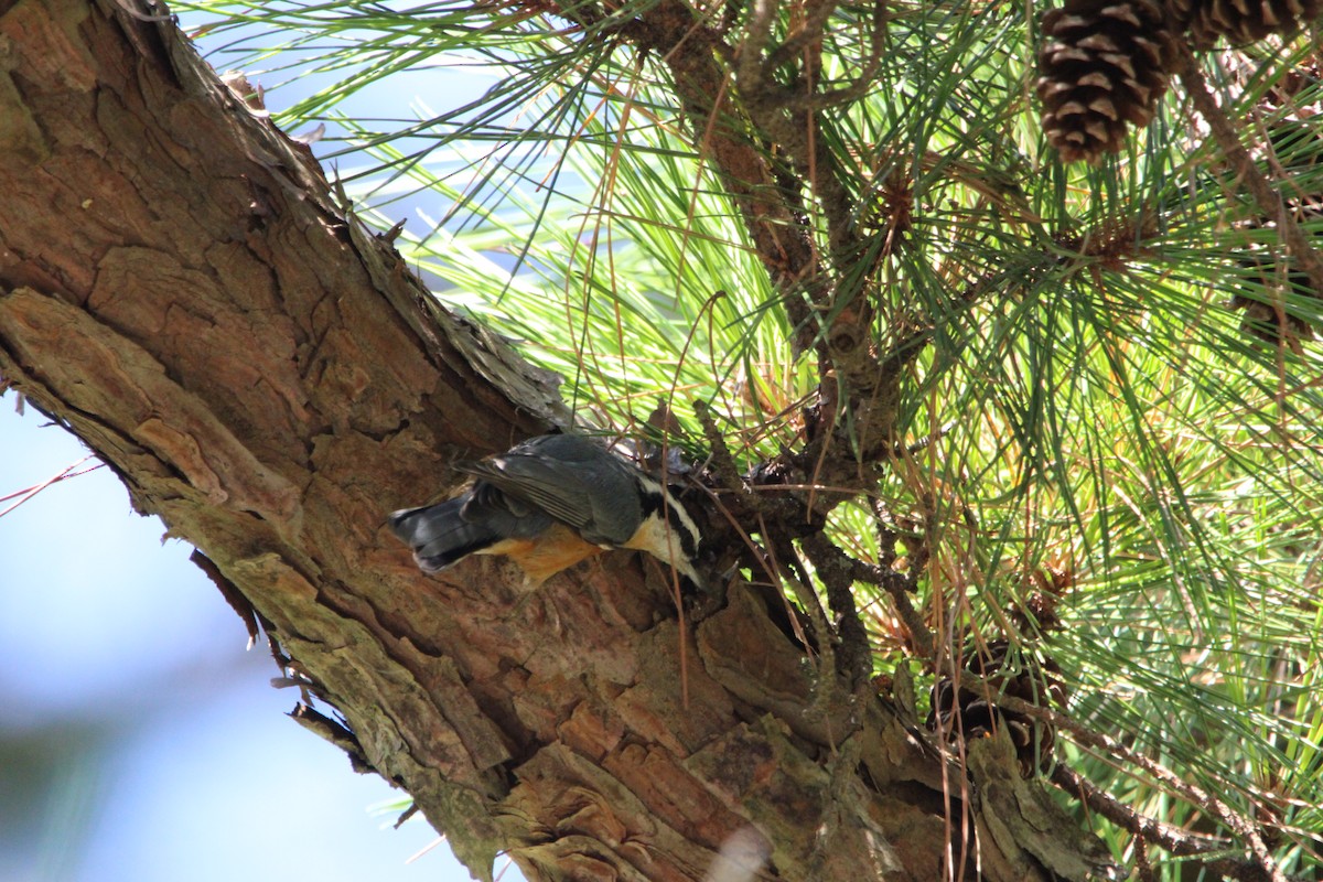 Red-breasted Nuthatch - ML642020985