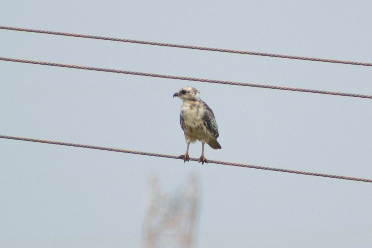 White-eyed Buzzard - ML642020994
