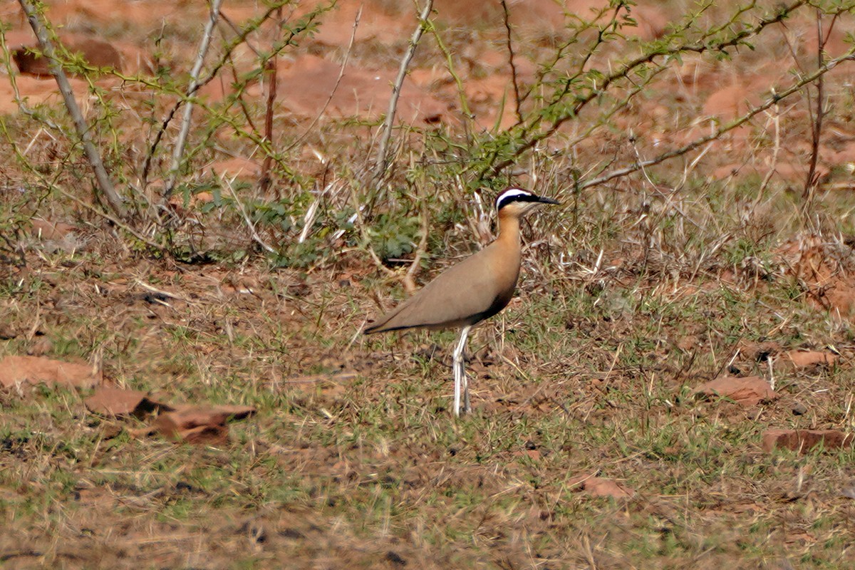 Indian Courser - ML642020996