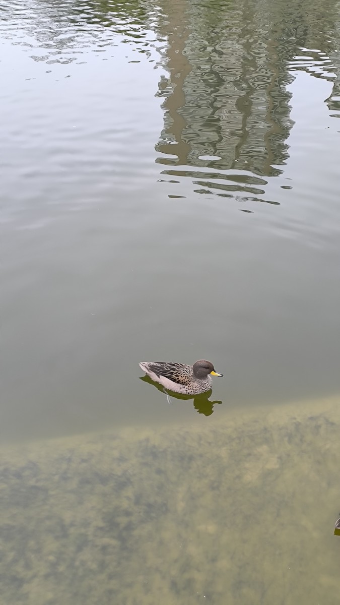 Yellow-billed Teal - ML642021014