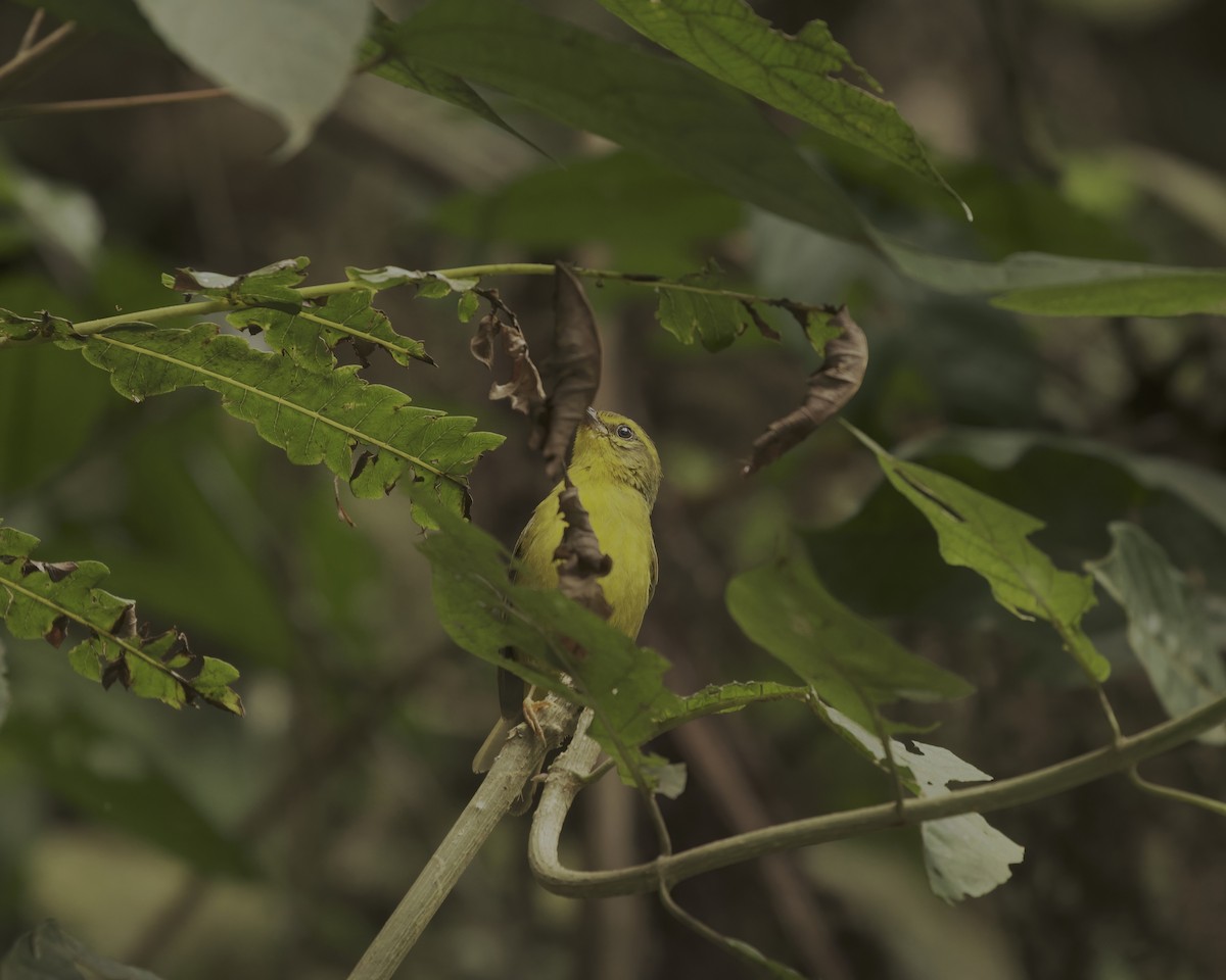 Cuzco Warbler - ML642021020