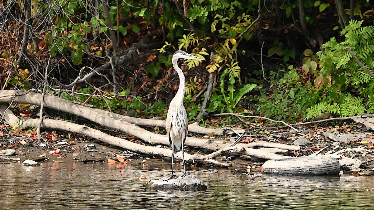 Great Blue Heron - ML642021022