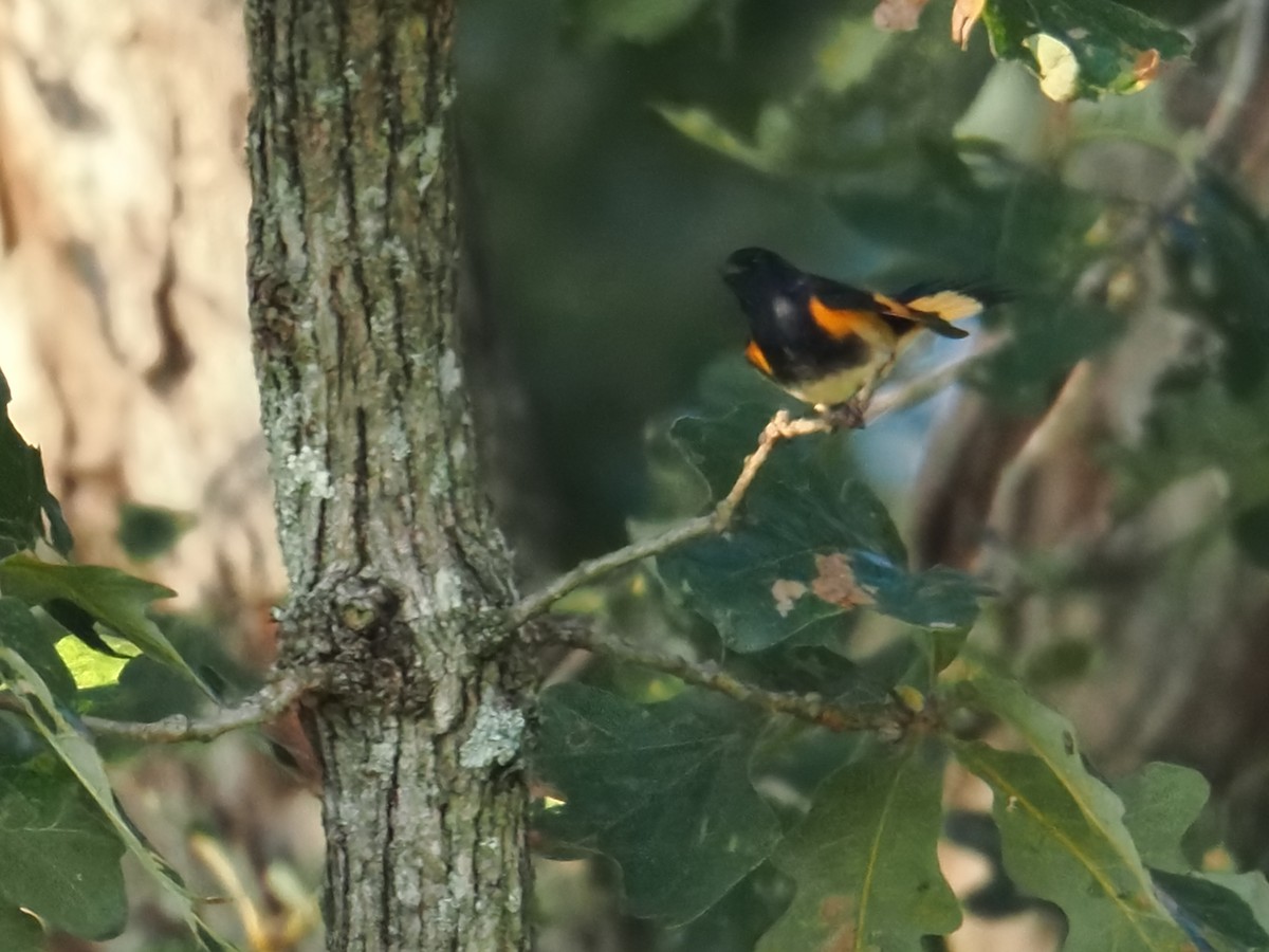 American Redstart - ML642021040