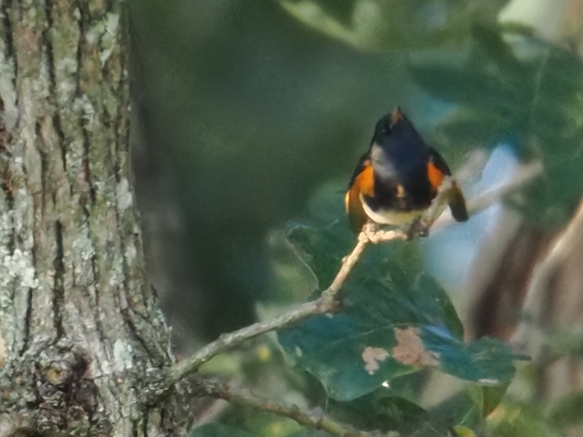 American Redstart - ML642021041
