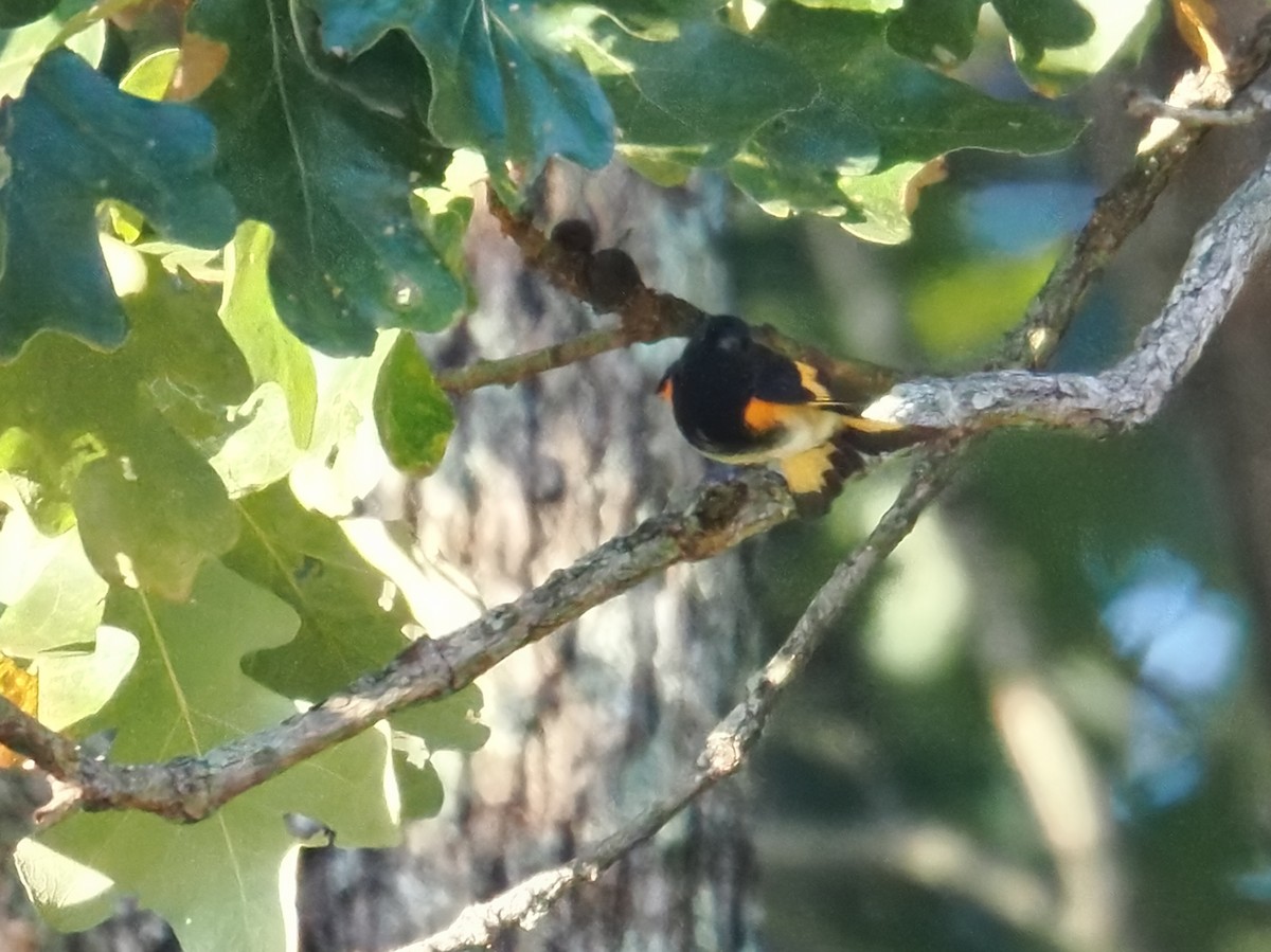 American Redstart - ML642021042