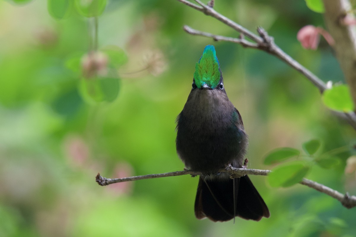 Antillean Crested Hummingbird - ML642021044