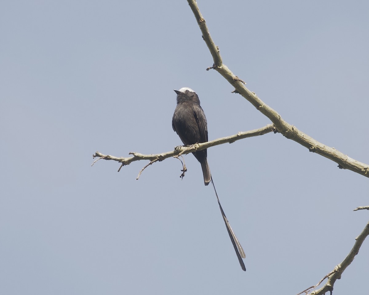 Long-tailed Tyrant - ML642021050
